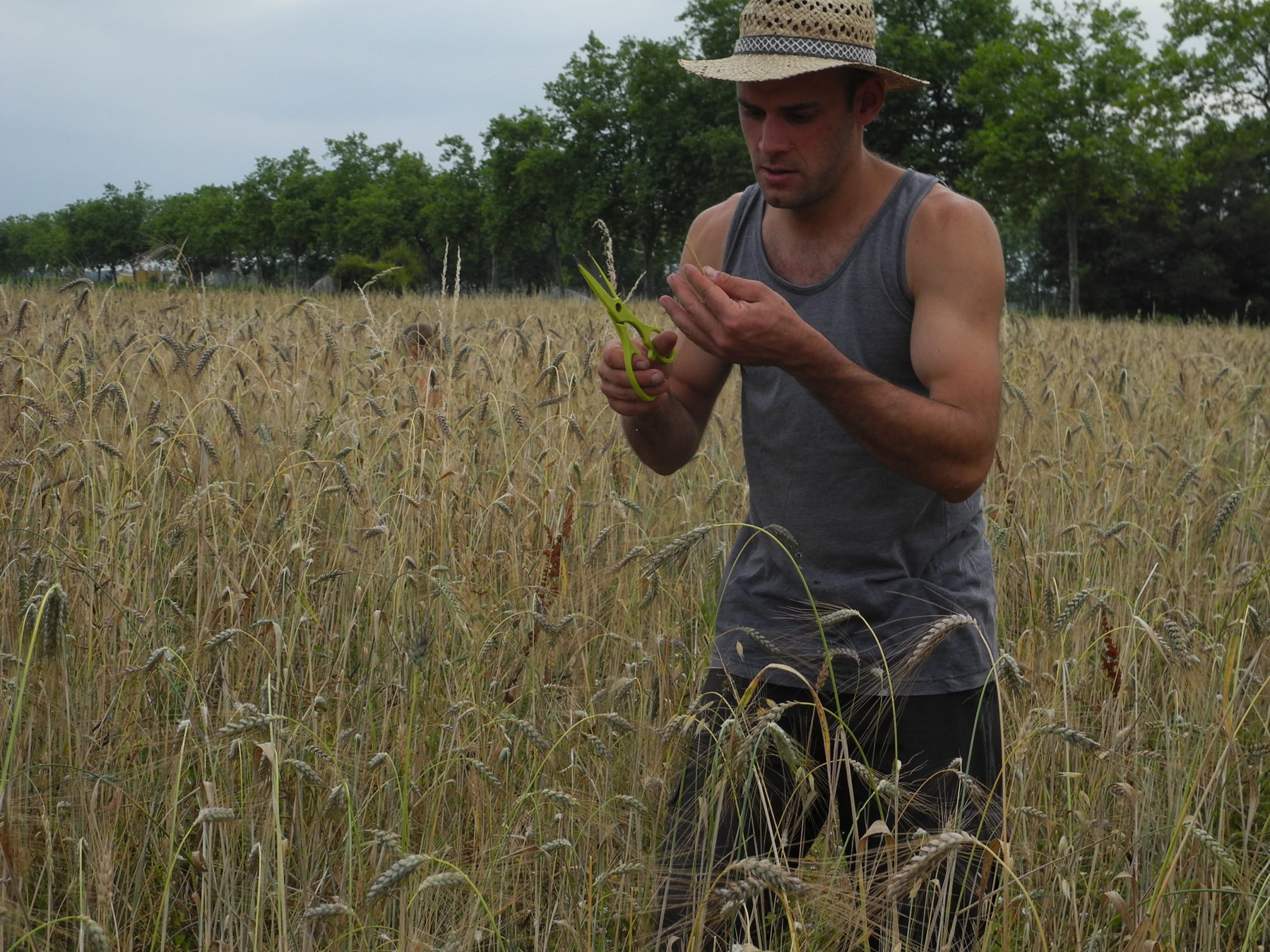 Odyssée d'Engrain pâtes bio, producteurs, AURÉLIEN CAPEL