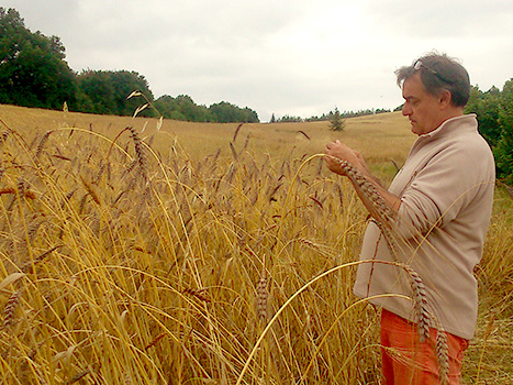 Odyssée d'Engrain pâtes bio, producteurs, PASCAL CONSIGLIO