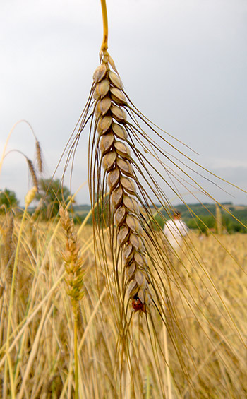 Odyssée d'Engrain pâtes bio, épi de blé Poulard d'Auvergne